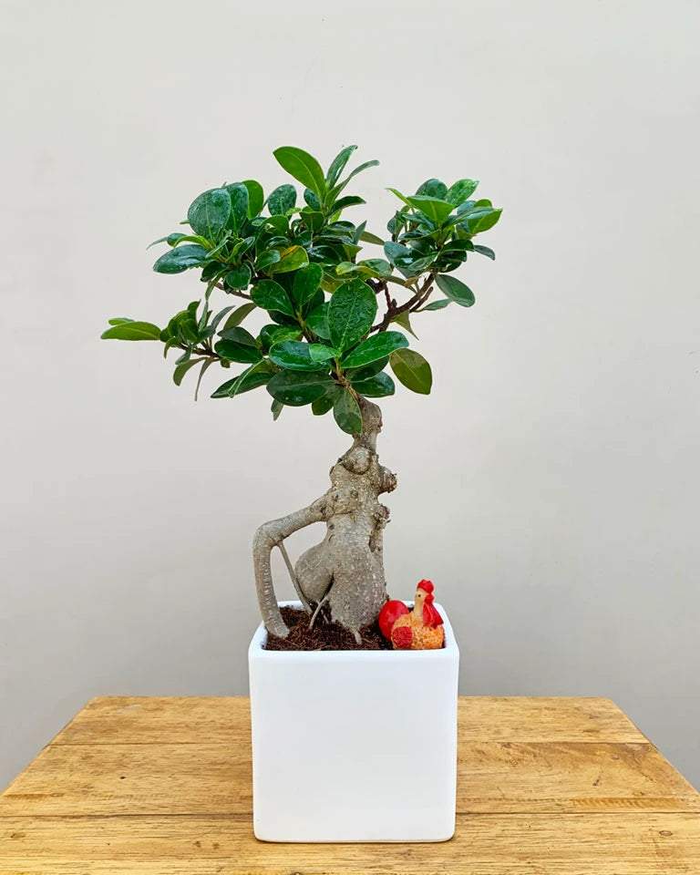 Ficus Bonsai with Miniature