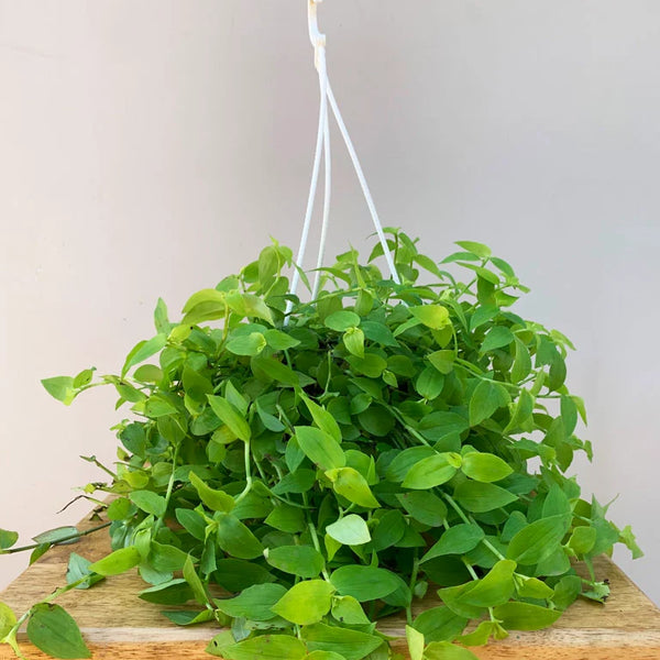 Green Turtle Vine Basket unlimitedgreens