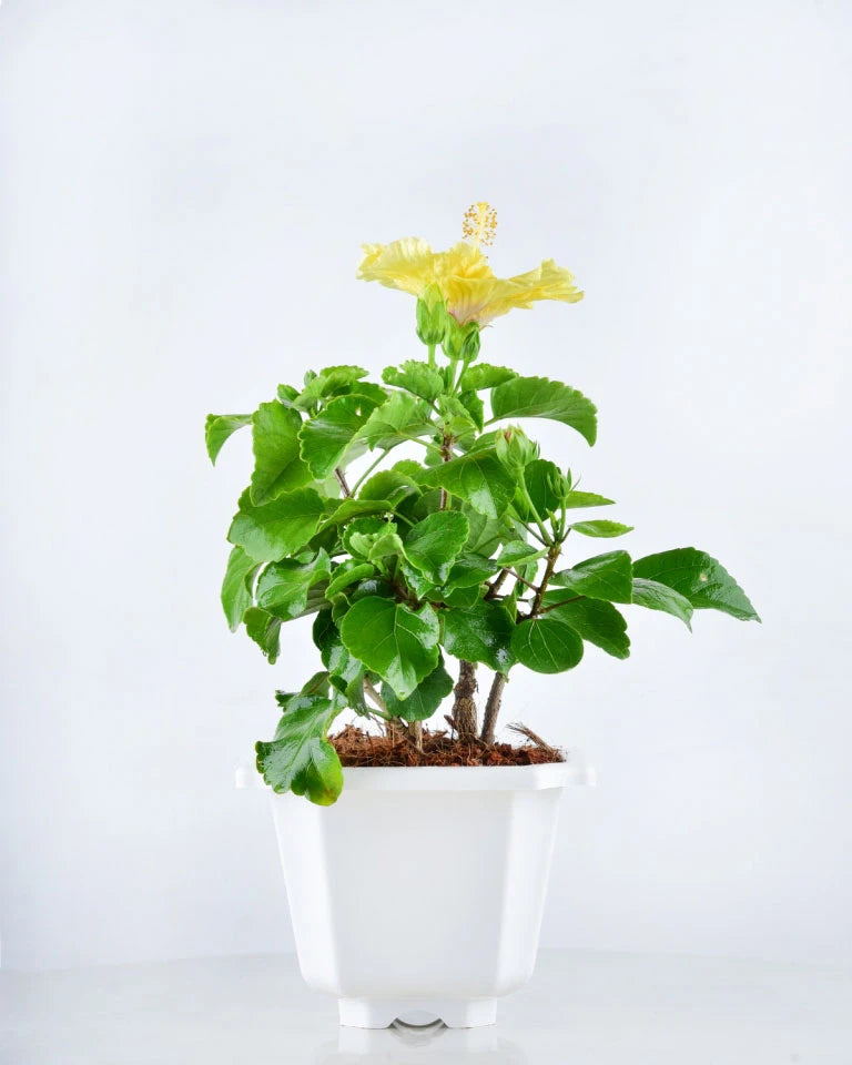 Hibiscus (Dwarf) Hybrid Plant