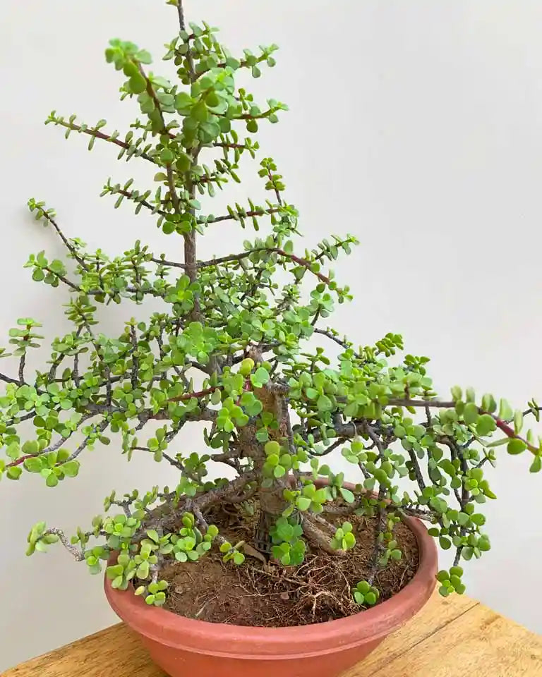 large jade bonsai tree Shop Jade Bonsai Online At The Lowest Price- Unlimited Greens – unlimitedgreens