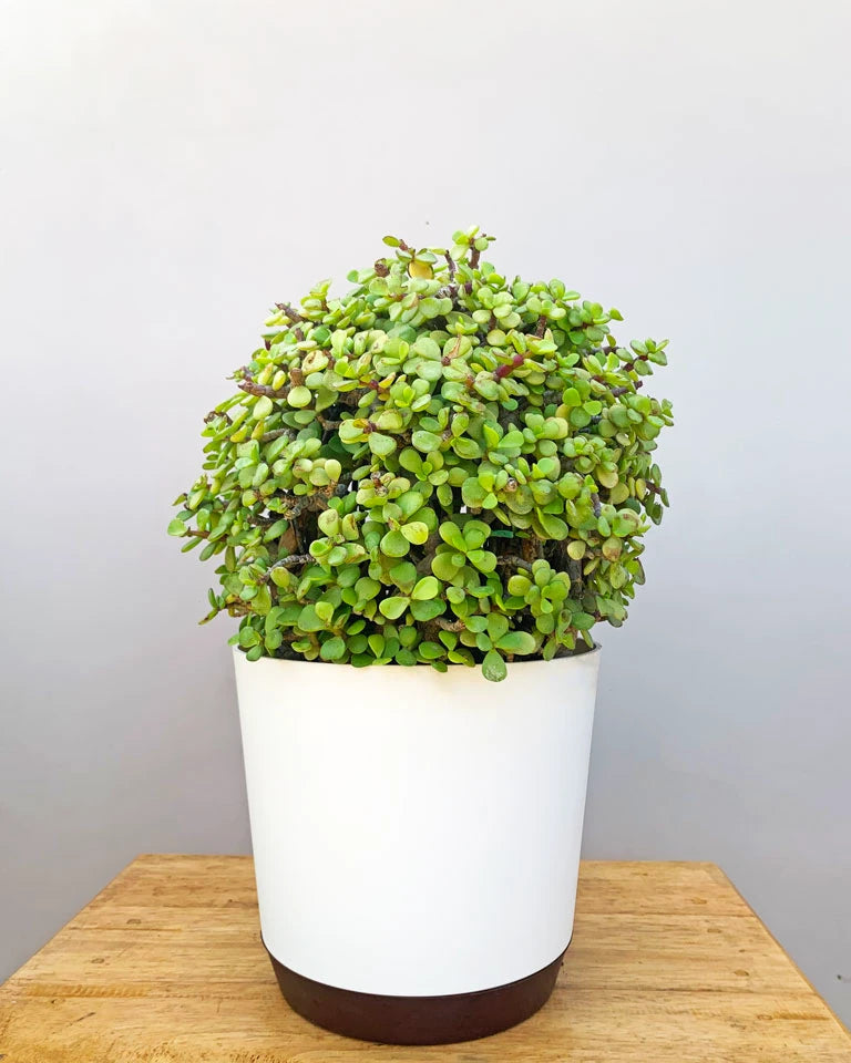 shape jade plant Jade Ball Plant – unlimitedgreens