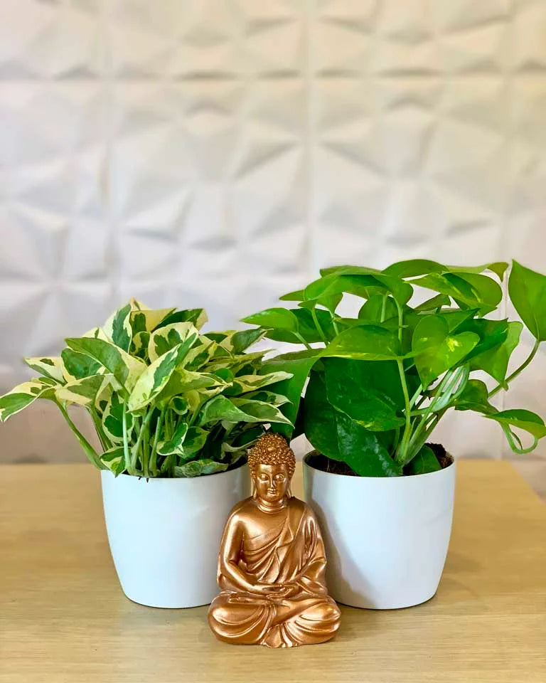 money plant images hd Money Plant Combo – unlimitedgreens