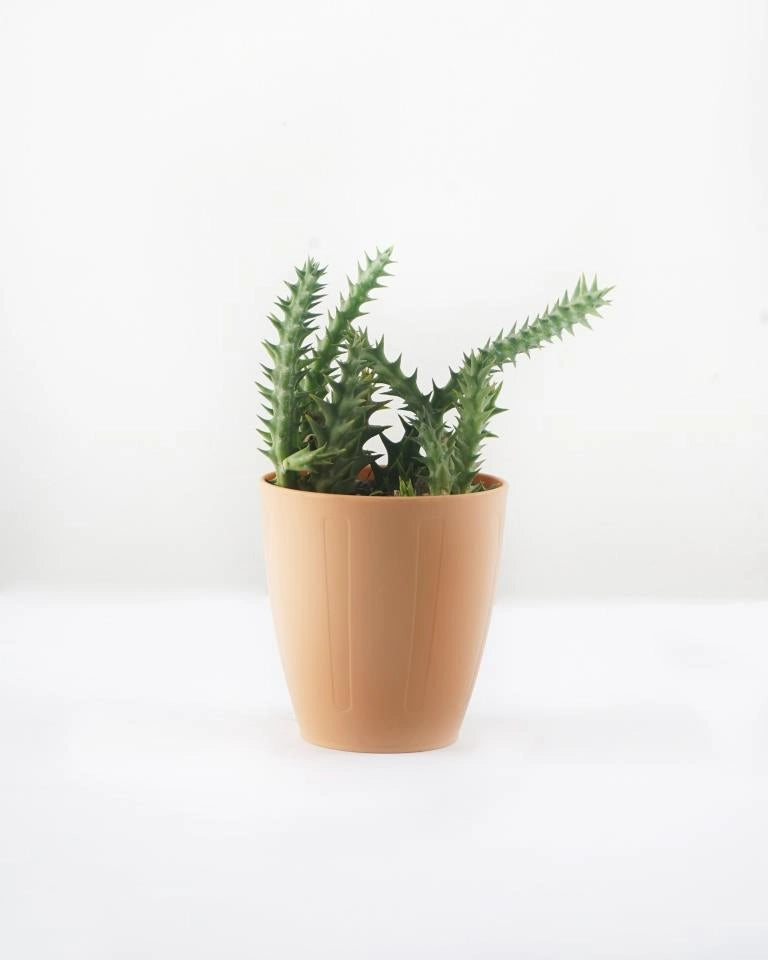 Huernia Zebrina Cactus