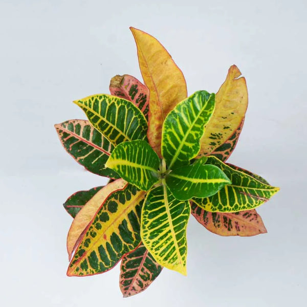 Croton imperial hot sale
