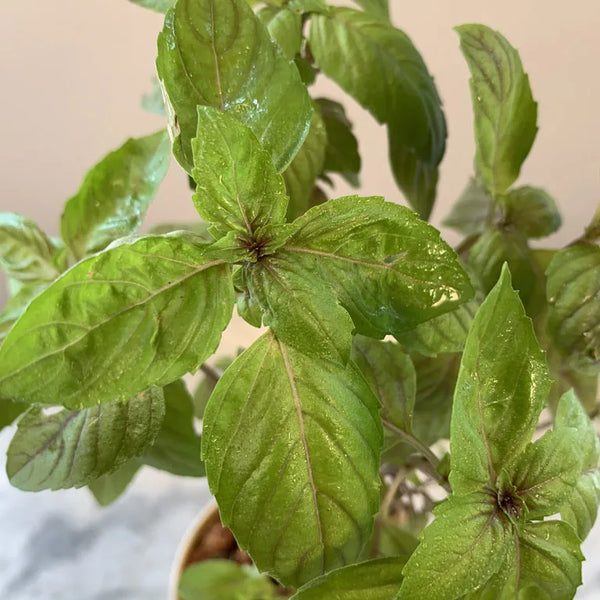 Buy Red Basil Herb Plant online Unlimited Greens unlimitedgreens
