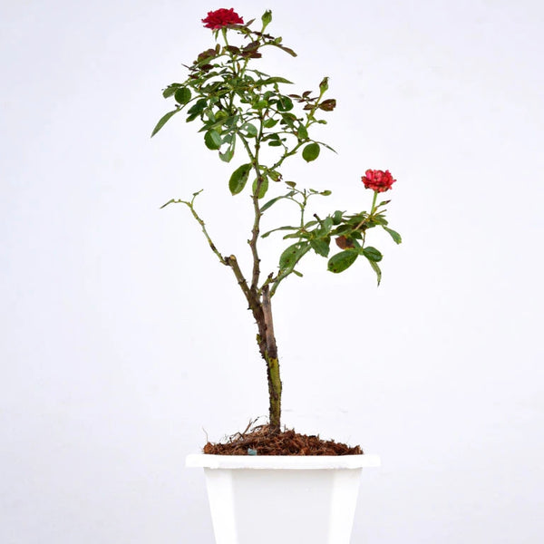 Shop Button Rose Plant online Unlimited Greens unlimitedgreens