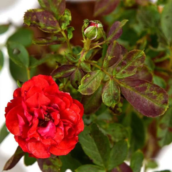 Shop Button Rose Plant online Unlimited Greens unlimitedgreens