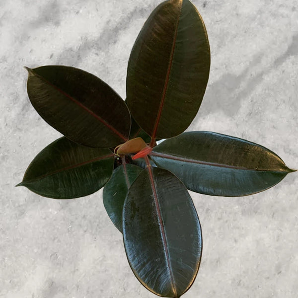 Buy Rubber Plant Online at The Lowest Price In India Unlimited Greens