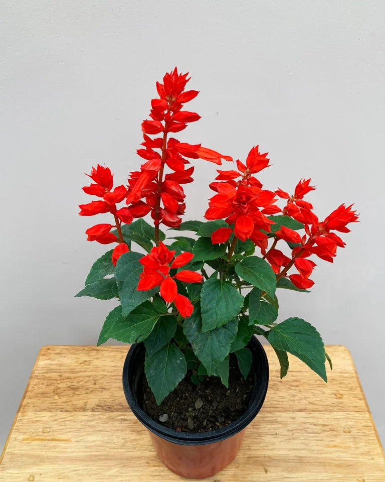 Salvia Red