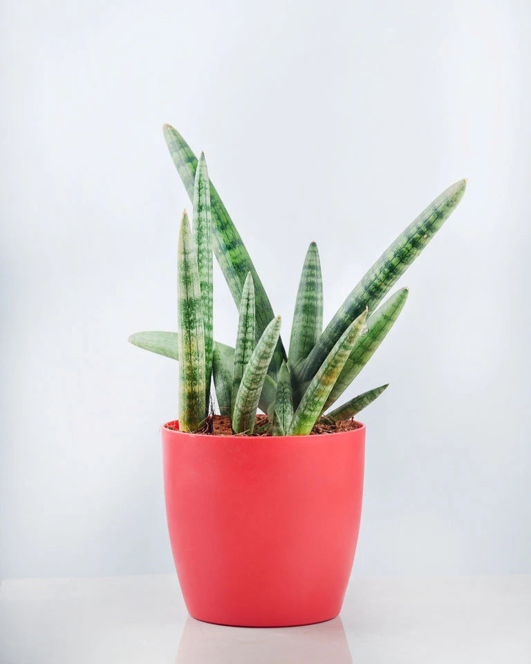 sansevieria porte-bonheur Shop Sansevieria Boncel Plant online