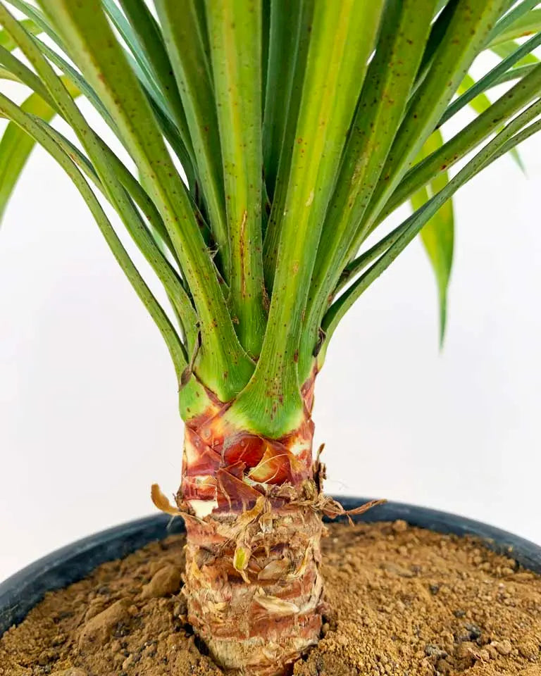 Yucca Glauca Plant