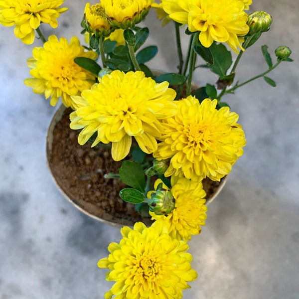 Shop Chrysanthemum Plant online Unlimited Greens unlimitedgreens