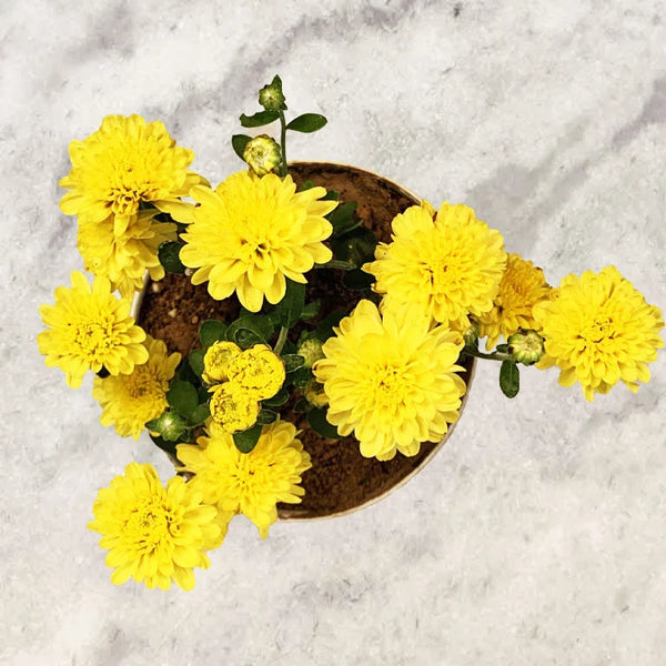 Shop Chrysanthemum Plant online Unlimited Greens unlimitedgreens