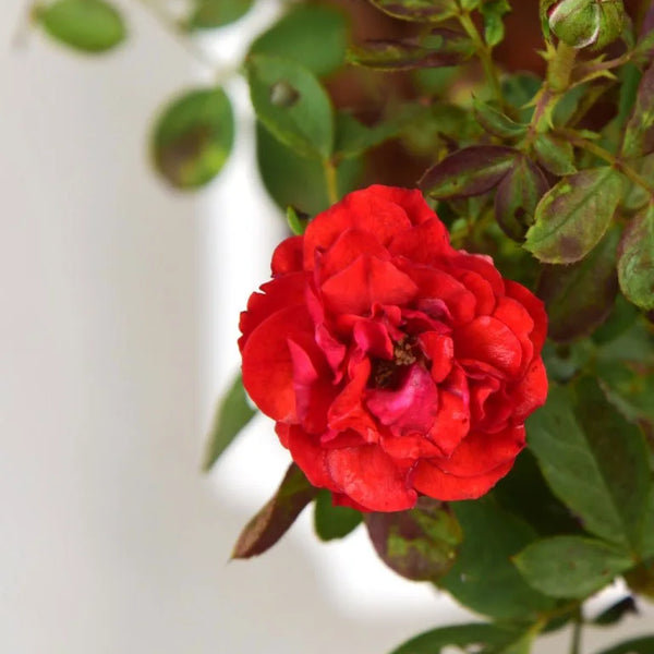 Shop Button Rose Plant online Unlimited Greens unlimitedgreens