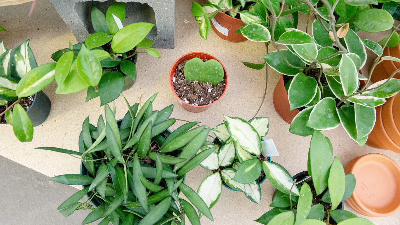 10 Beautiful Hoya Varieties You Can Grow Indoors