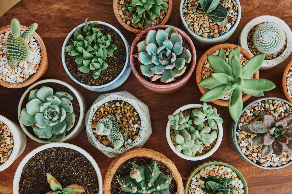 Top 5 Succulents for Your Winter Garden