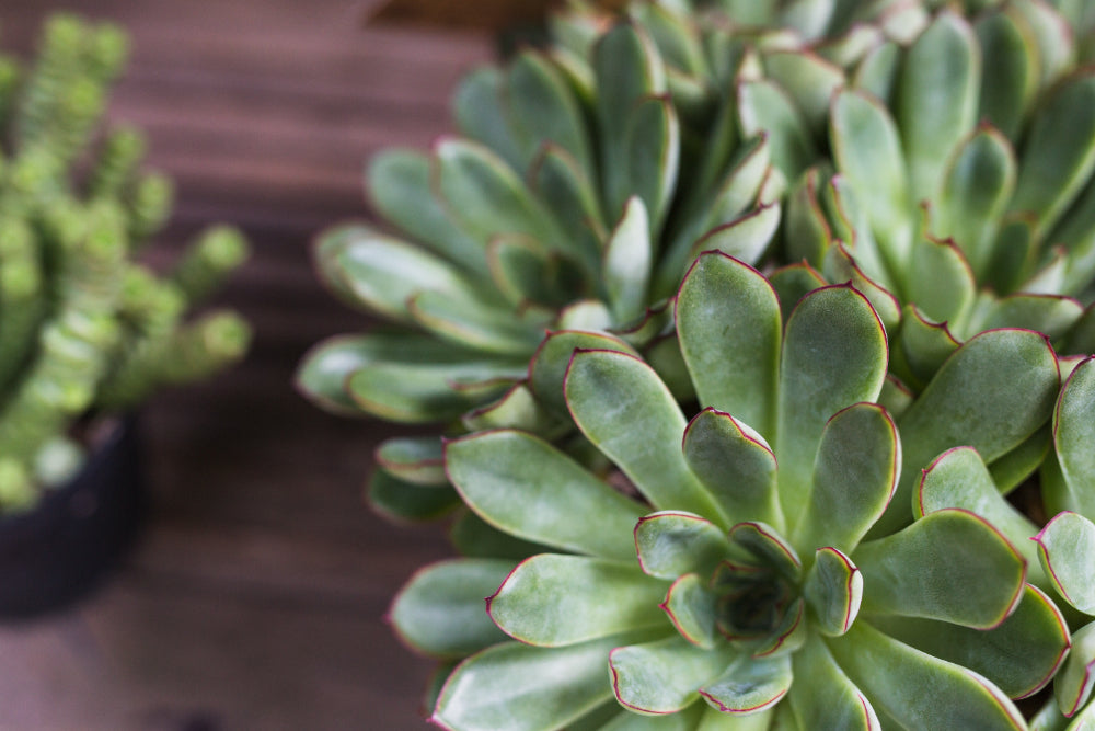 How to Care for Succulents All Year Round