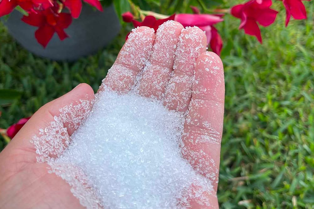 Epsom Salt for Plants: Benefits, Uses, Dosage & Plants to Avoid