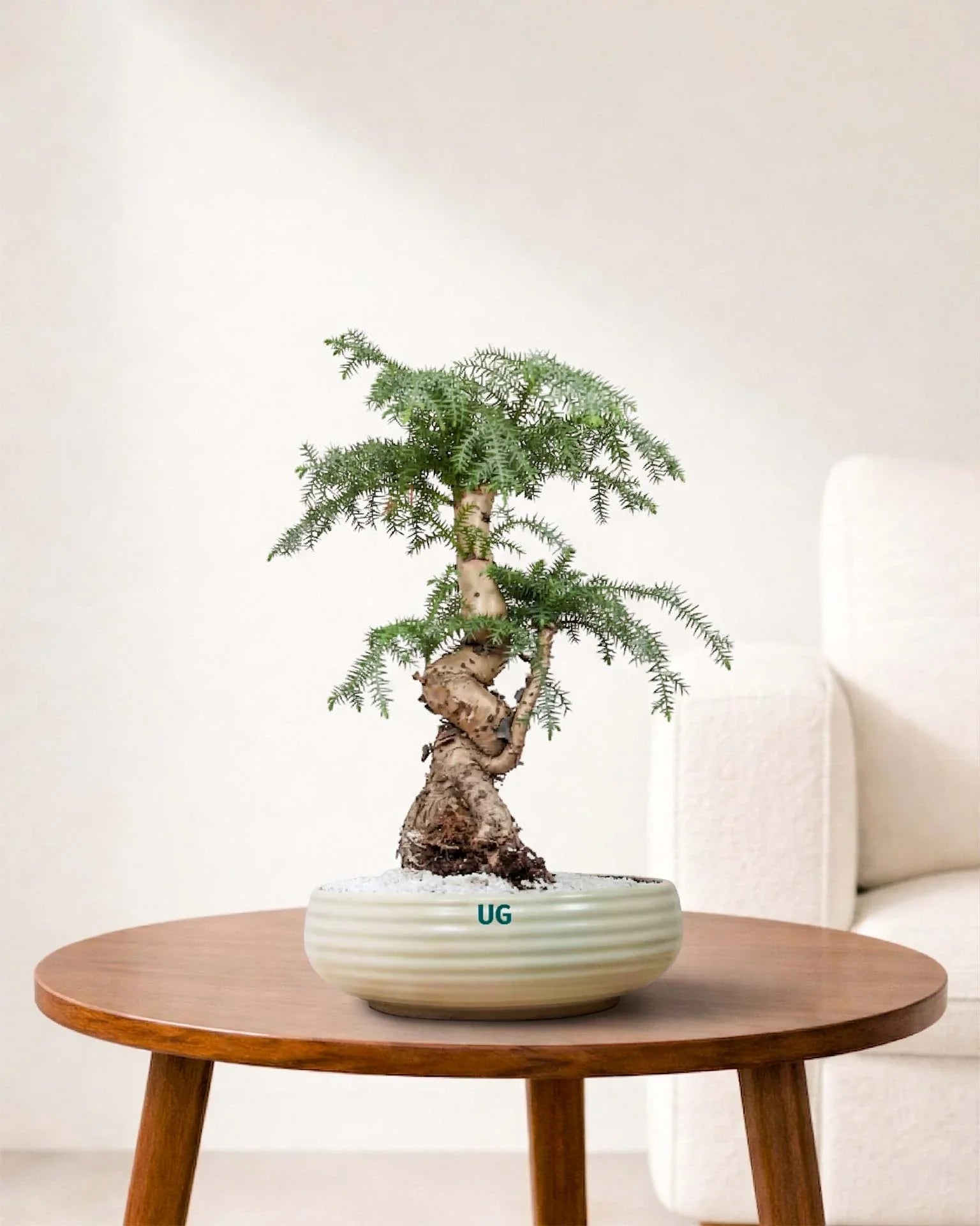 Araucaria Bonsai Care Guide: Everything You Need to Know About This Rare Imported Bonsai