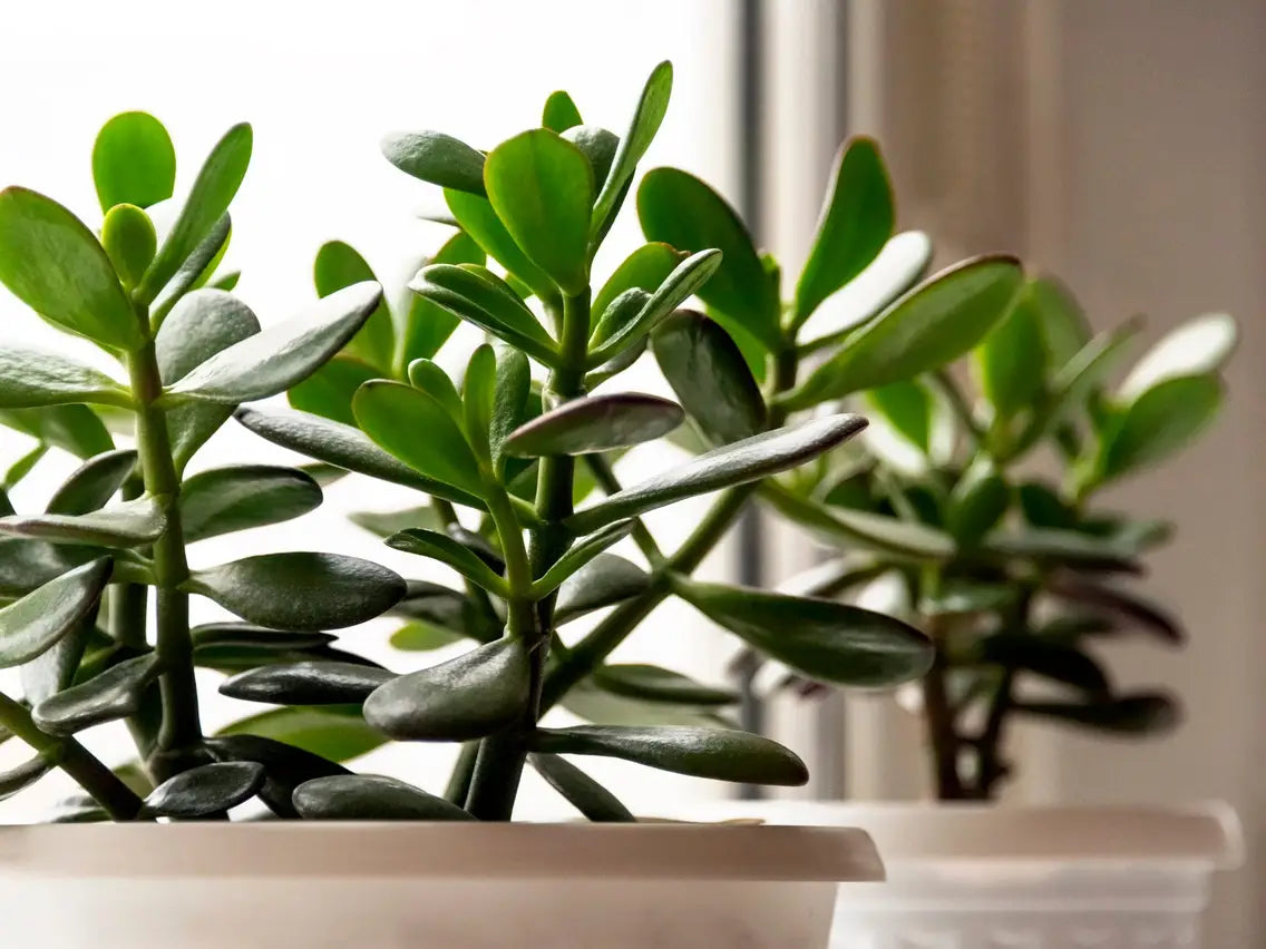 Discover the Magic and Benefits of the Jade Plant in Your Home