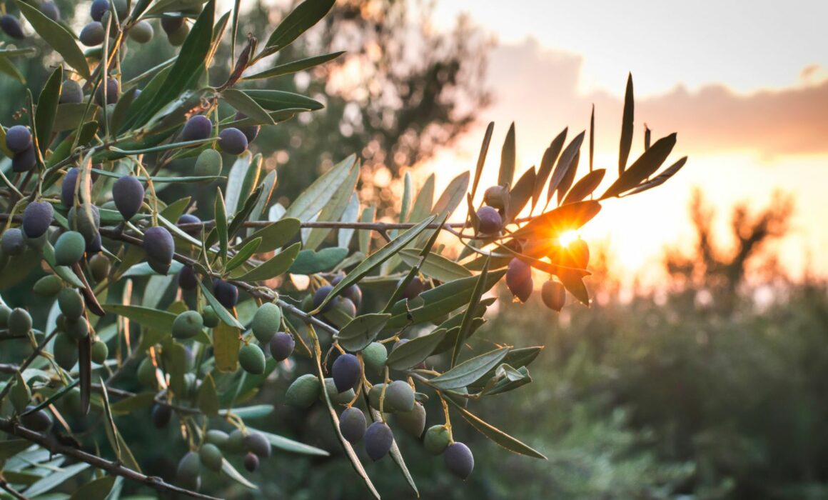 Why Olive Trees Are the New Statement Piece in Home Décor