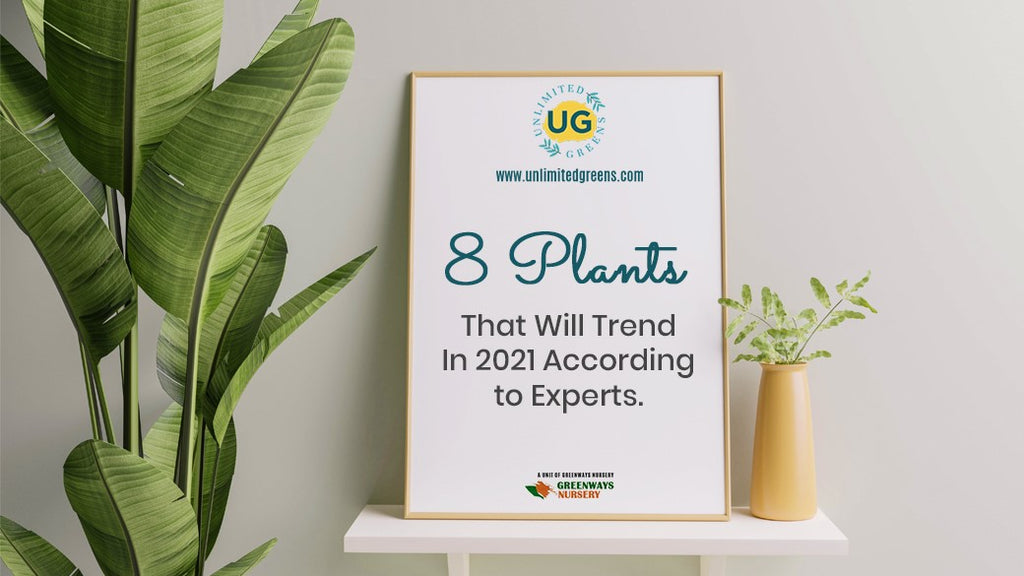 8 Plants That Will Trend In 2021 According to Experts