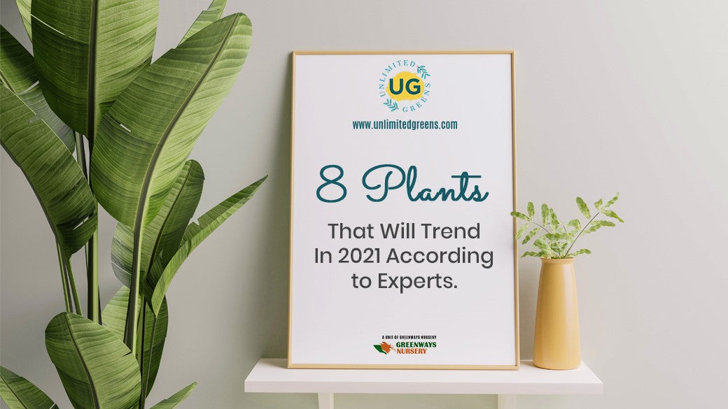 8 Plants That Will Trend In 2021 According to Experts