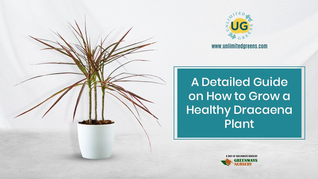 A Detailed Guide On How To Grow A Healthy Dracaena Plant