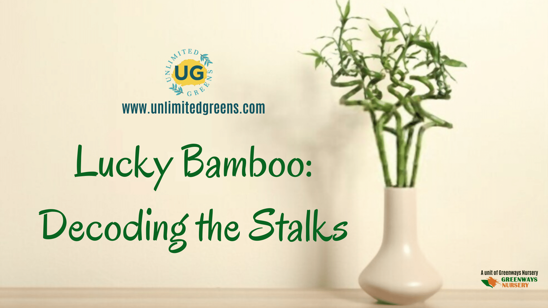 Lucky Bamboo Plant – Greenkin