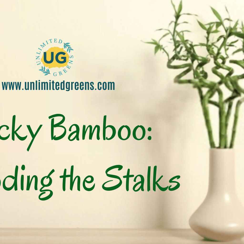 Lucky Bamboo: Decoding the Stalks