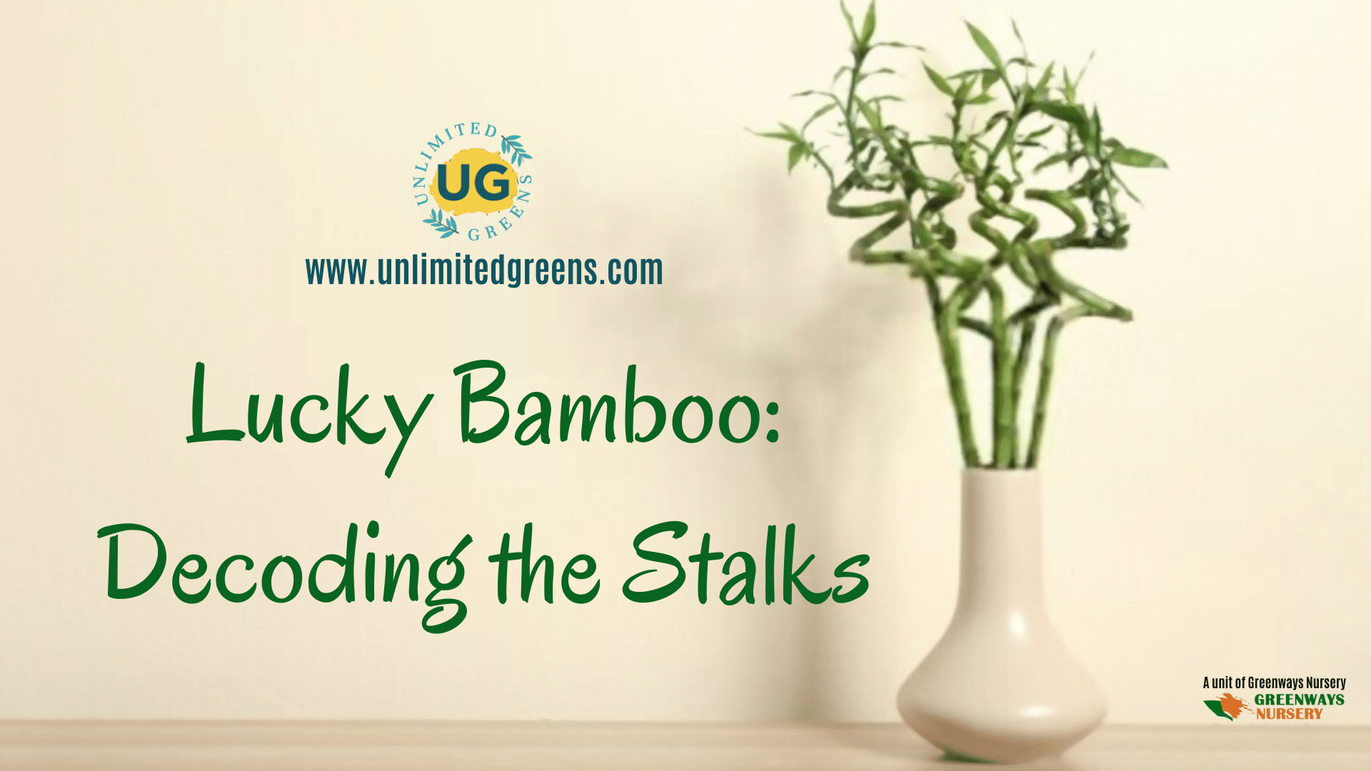 Buy Lucky Bamboo online from Unlimited Greens