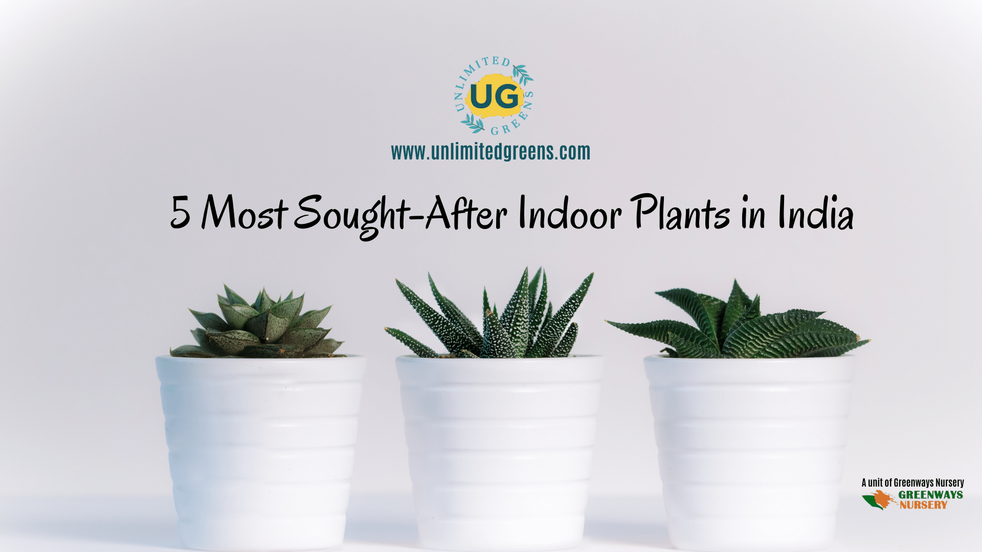 Best Indoor Plants online Unlimited Greens