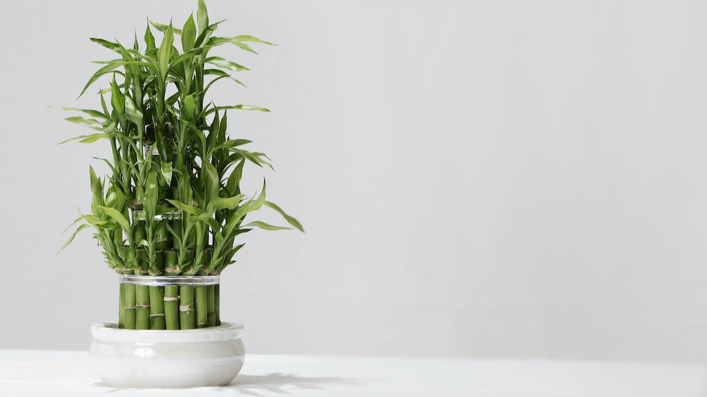 Why Lucky Bamboo Holds the Title of 'Lucky'