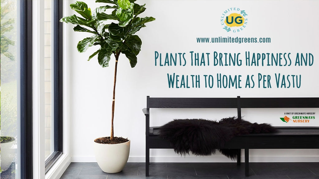 Plants That Bring Happiness and Wealth to Home as Per Vastu