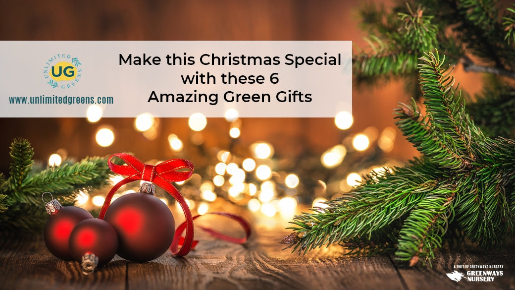 Make this Christmas Special with these 6 Amazing green gifts - Unlimited Greens