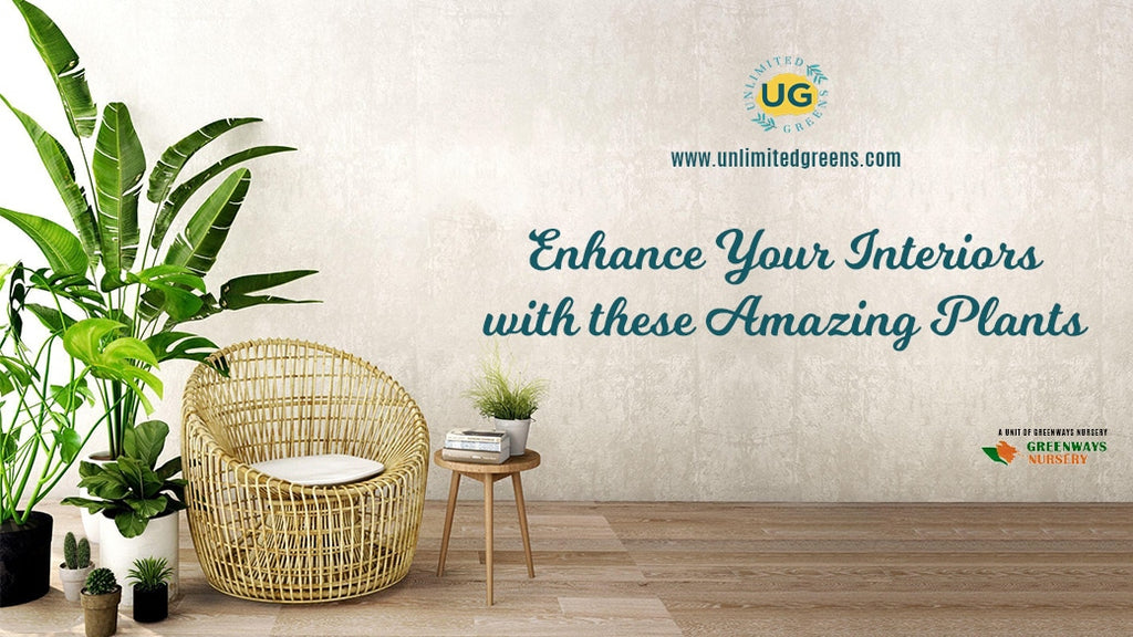 Enhance Your Interiors with these Amazing Plants