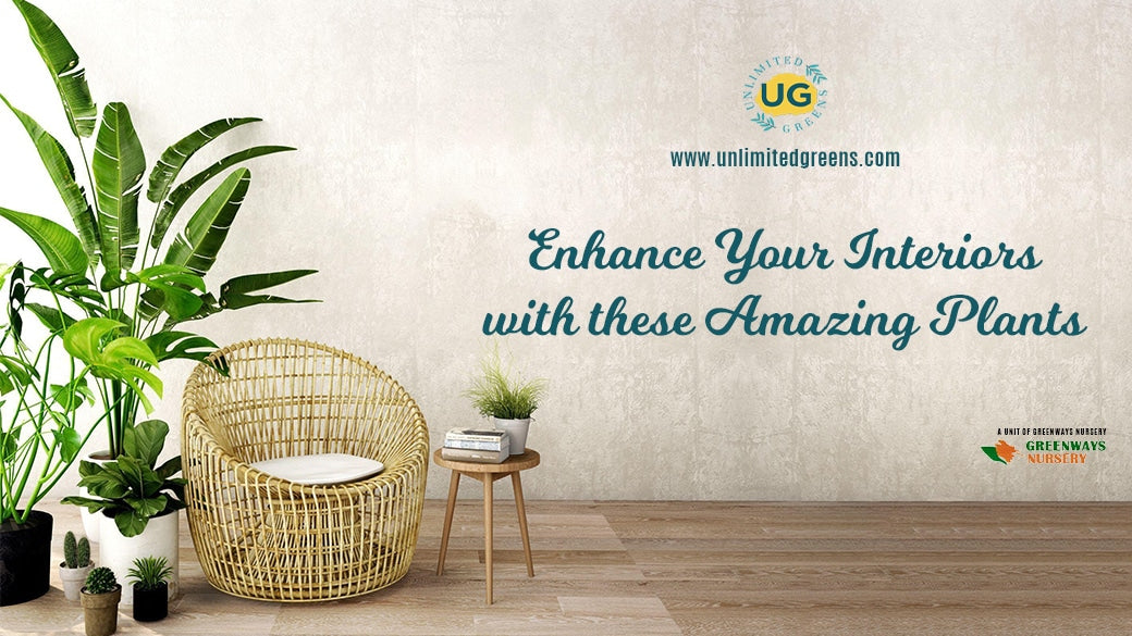 buy indoor plant online - Unlimited Greens
