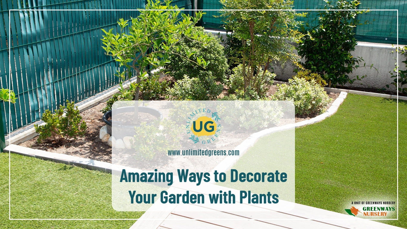 Indoor and outdoor plant