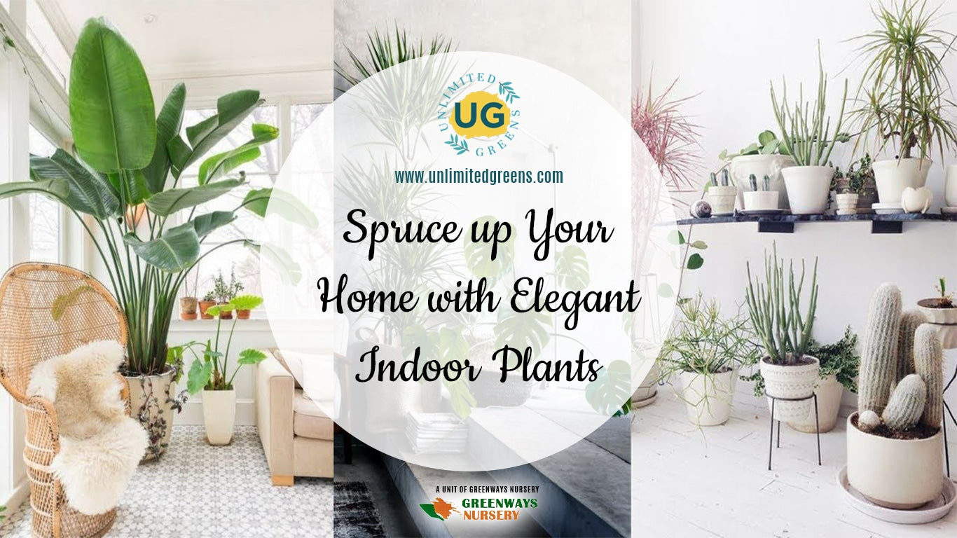 Home with Elegant Indoor Plants