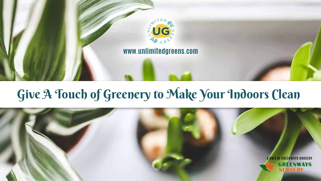 Give a touch of Greenery to make your Indoors clean , real indoor plants online