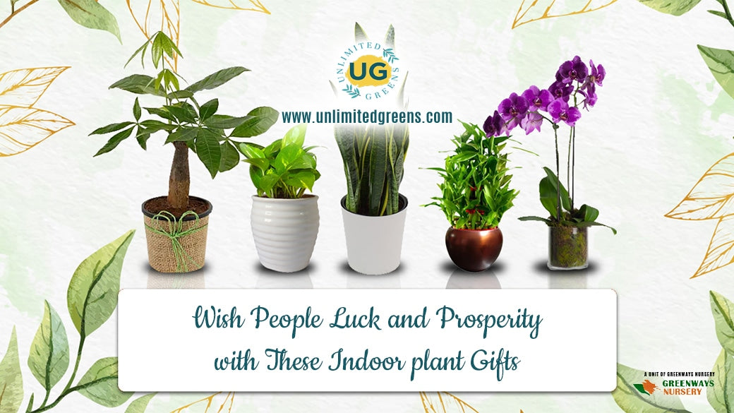 Wish people luck and prosperity with these indoor plant gifts online Unlimited Greens