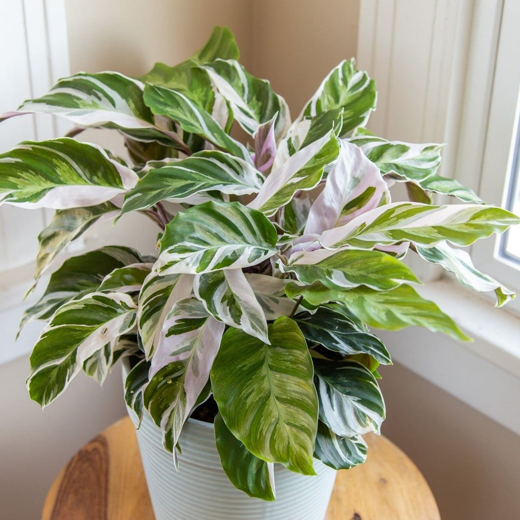 How To Care For Varieties of Calathea
