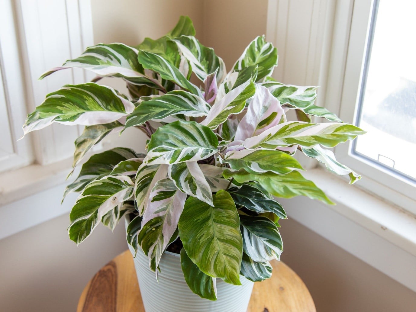 Care for Varieties of Calathea