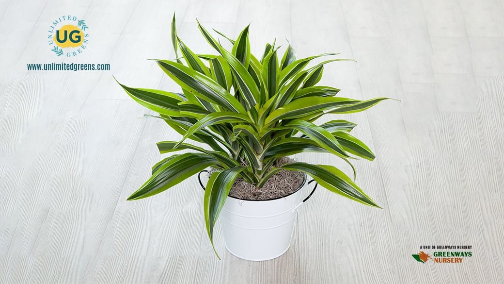 Dracaena plant online Unlimited Greens