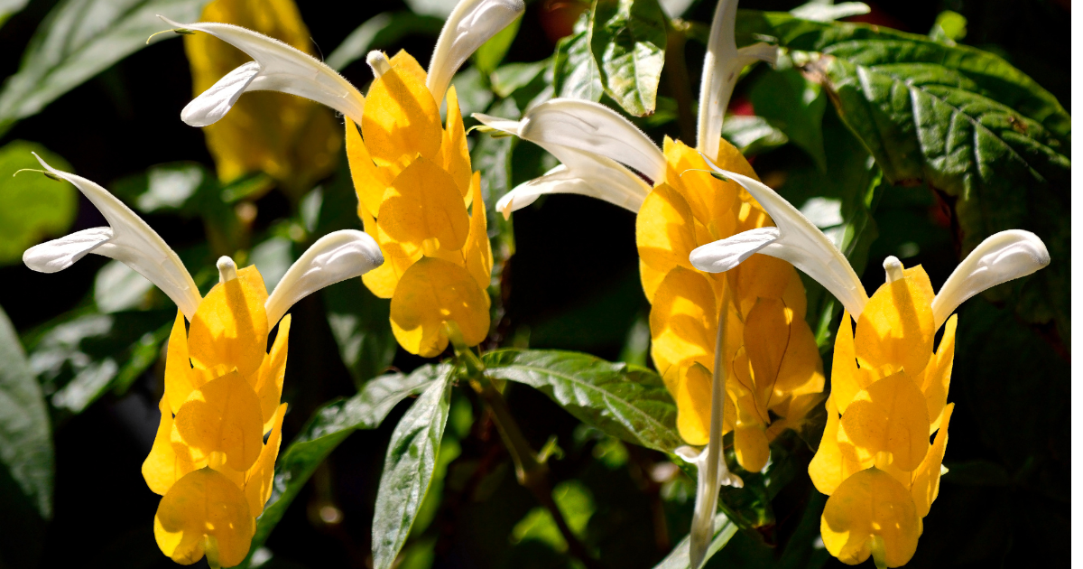 How to take care of Lollipop Plant