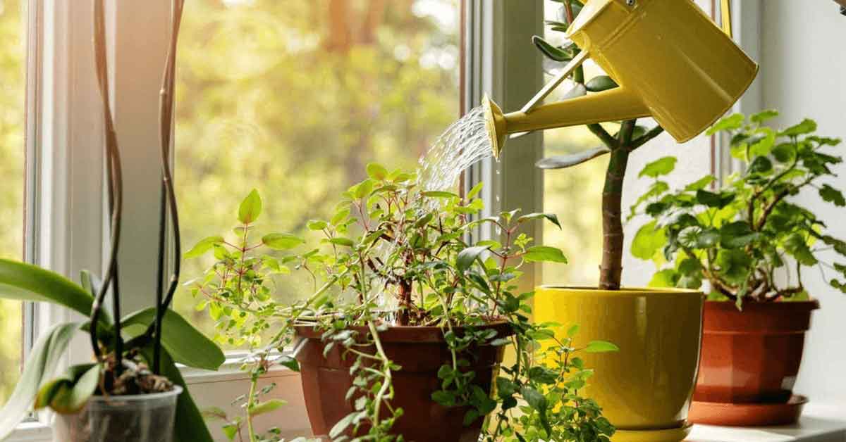 Healthy indoor plants