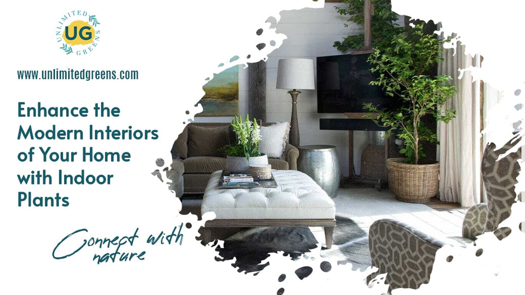 Enhance the Modern Interiors of Your Home with Indoor Plants