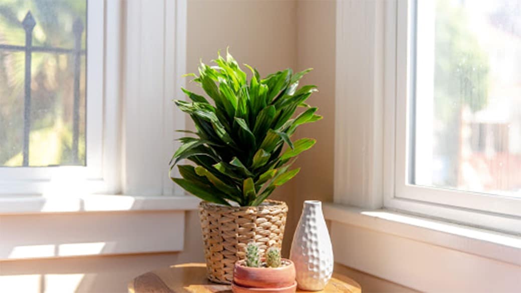 How To Care For A Dracaena Houseplant