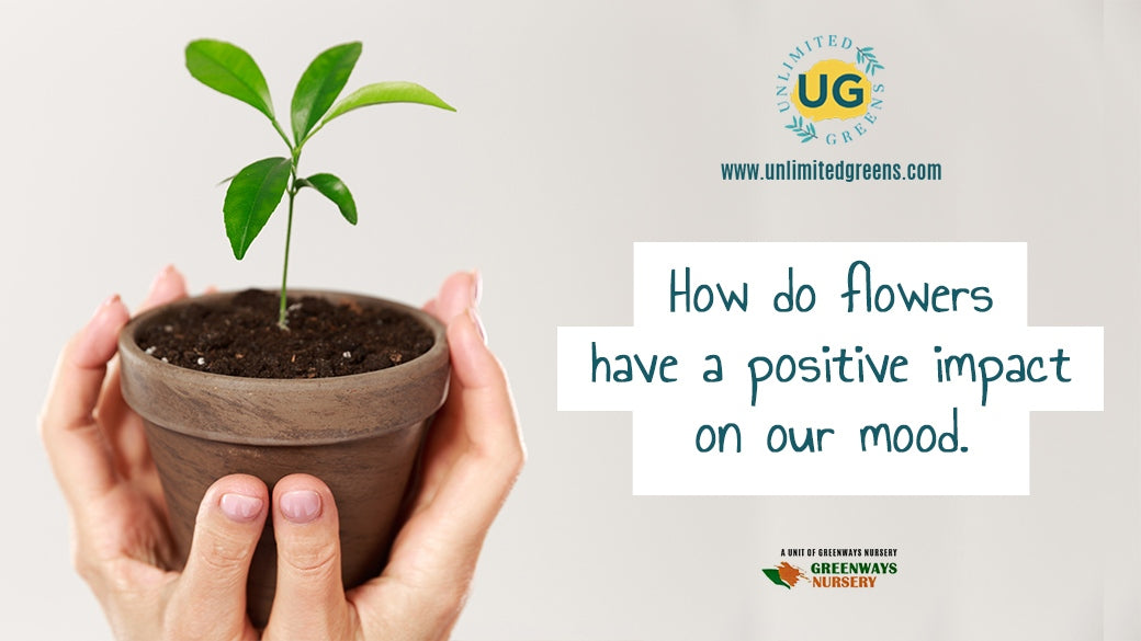 How do flowers have a positive impact on our mood - Unlimited Greens