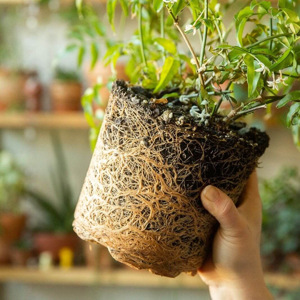 When & How to Repot Plants Safely